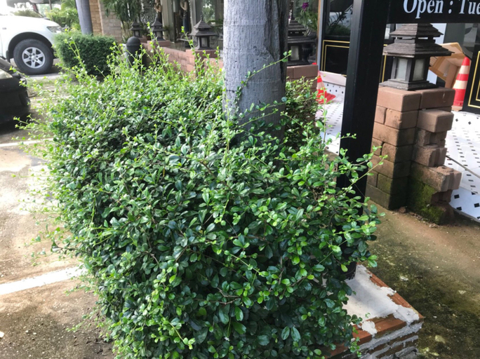 Others 4, プニャ ガーデン, Muang Phitsanulok