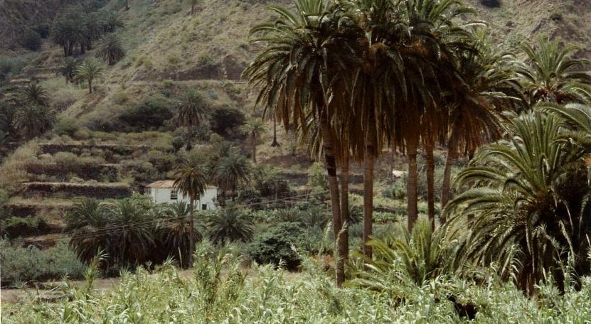 Others 4, Finca Piñero, Santa Cruz de Tenerife