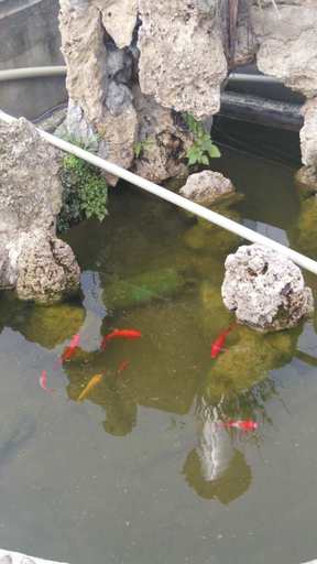 Others 4, Juxiangyuan Hostel, Chengdu