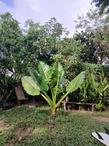 Garden 5, Calamansi Garden- Tropical Island Home w/ Starlink, Burgos