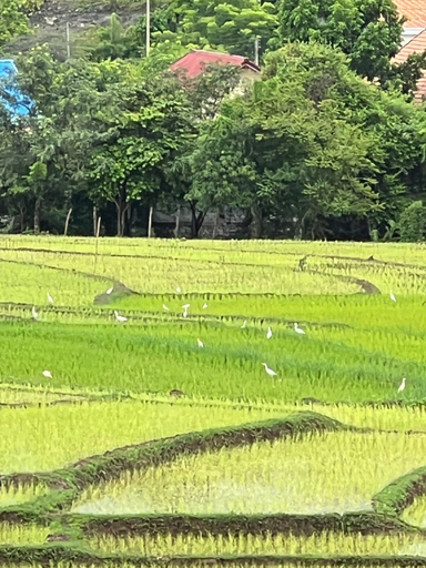 Food & Drinks 5, Garden House Rice Fields and Mountain Views, Luang Prabang