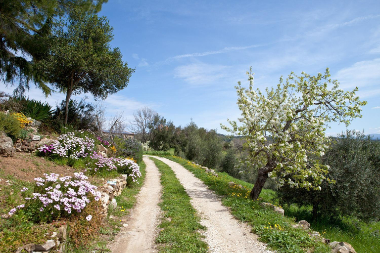 Exterior view 2, Poggio Diavolino - Suvereto, Livorno