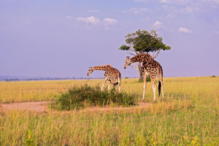 Others 3, Tilenga Safari Lodge, Nwoya