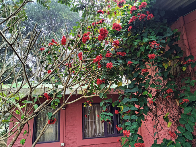 Exterior & Views 2, Chai Seeds Resort, Tinsukia