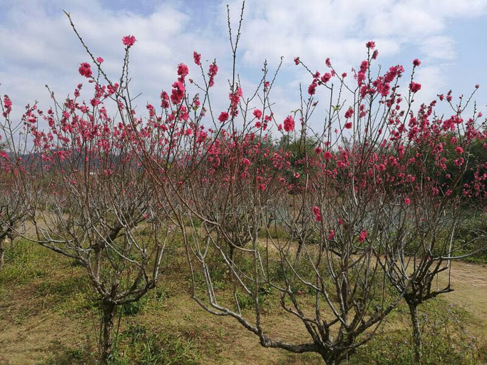 Others 5, Nks Hotspring Grand View Garden, Huizhou