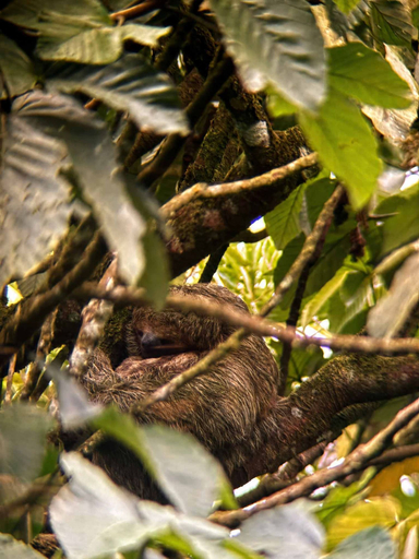 Room 4, Villa Tuc n - Nuak Jungle, San Carlos