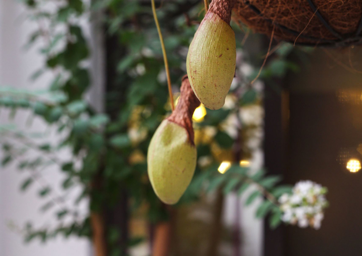 Food & Drinks 4, Tongli Ancient Town Shuyige Homestay, Suzhou