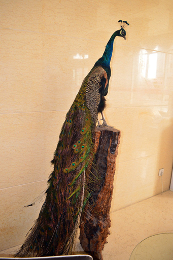 Others 5, Hengxin Business Hotel, Shijiazhuang