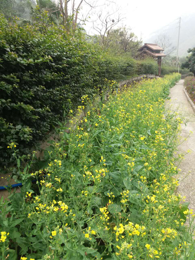 Others 4, Grandma's Home Forest Ecological Resort, Guangzhou