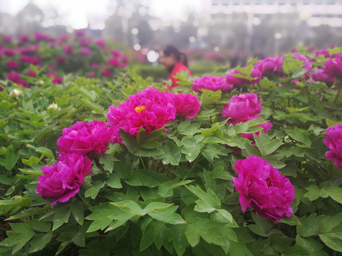 Others 2, 7 Days Premium (Luoyang Mudan square subway station store), Luoyang