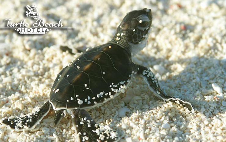 Others 3, Turtle Beach Ujung Genteng, Sukabumi