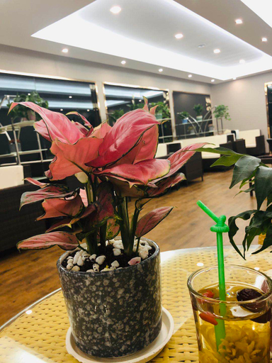 Others 5, Junye Hotel, Yibin