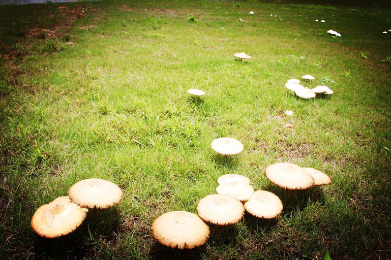 Others 5, Huafeng Peacock Lake Hotel & Resort, Dehong Dai and Jingpo