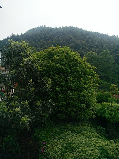 Others 5, moshemeisu, Huangshan