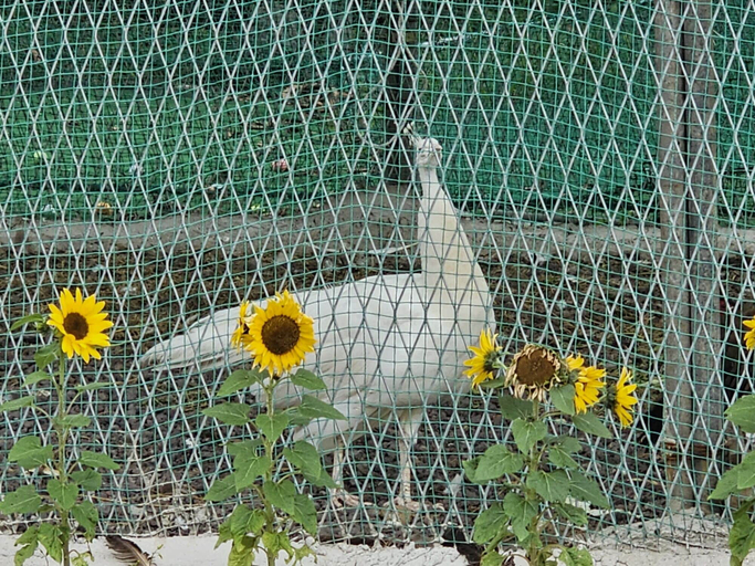 Others 5, Red Castle Pension, Jeju
