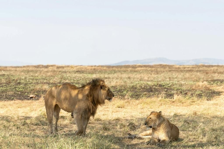 Miscellaneous, Ngorongoro Haven & Safari Stride, Karatu
