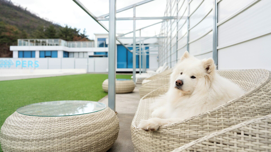 Others 1, Gyeongju Purspet Dog Pension, Gyeongju