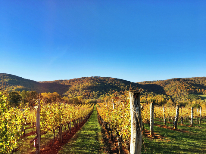 Exterior & Views 2, Afton Mountain Vineyards, Nelson