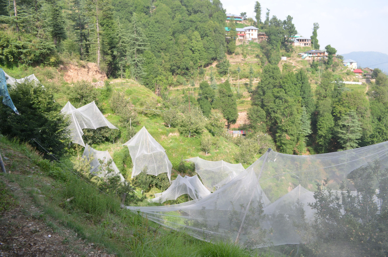 Others 5, Hari Om Paradise, Shimla