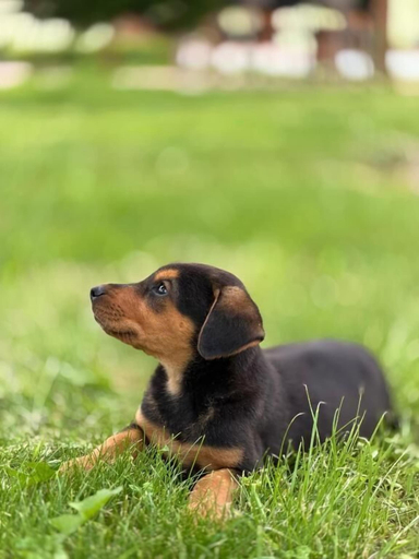 Pet-friendly, PARADISE Laguna Vain, Lezhës