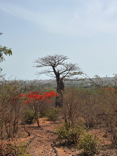 Miscellaneous 4, Mampuya, Mbour
