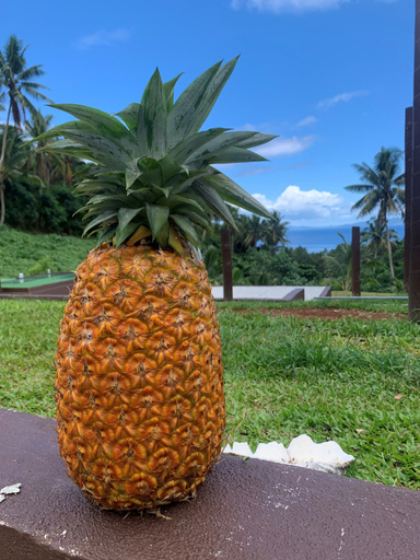 Food & Drinks 3, Taveuni Breeze, Cakaudrove