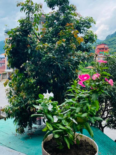 Sport & Beauty, Hotel The Mint Garden, Gandaki