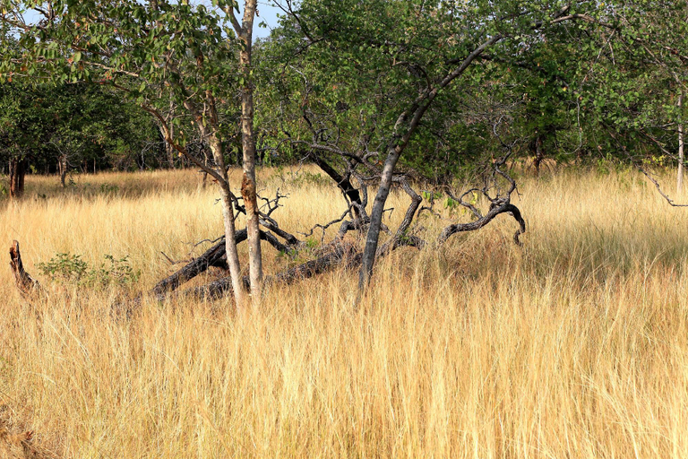 5, K.Raj Tiger Resort, Panna