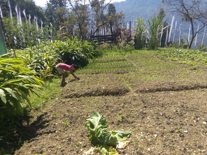 Garden, Martam Farmhouse, West Sikkim