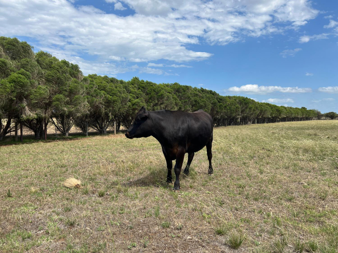 2, StayAU Farmstay escape Pastoral Fruit Picking, Wyndham - West