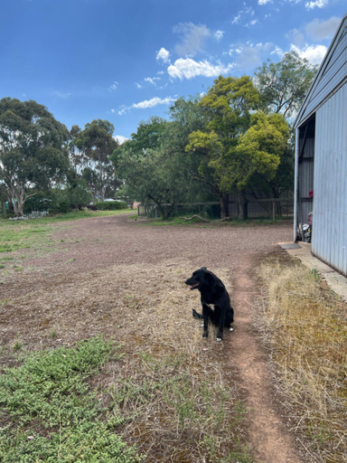 4, StayAU Farmstay escape Pastoral Fruit Picking, Wyndham - West