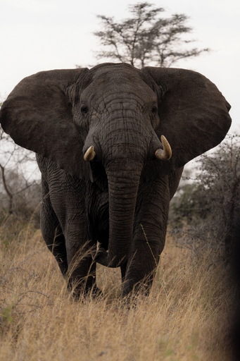 Miscellaneous 3, Kuona Serengeti, Serengeti
