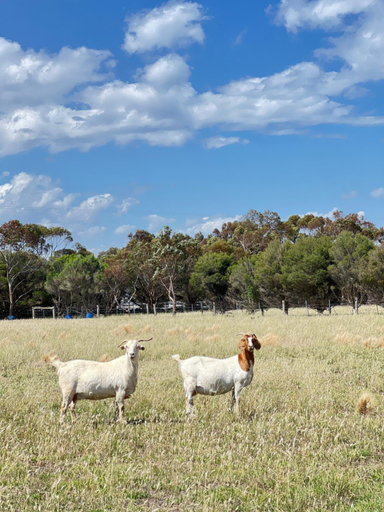 3, StayAU Farmstay escape Pastoral Fruit Picking, Wyndham - West