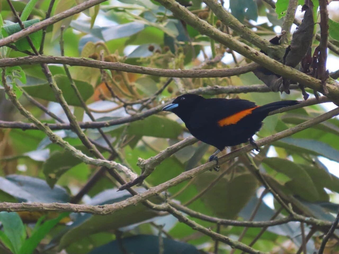 Miscellaneous 5, Medellin Bird Waching Forest Cabin Arvi, Copacabana