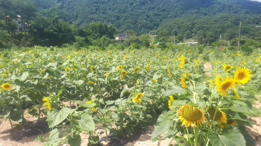 Others 3, Hongcheon Olle Garden Pension, Hongcheon