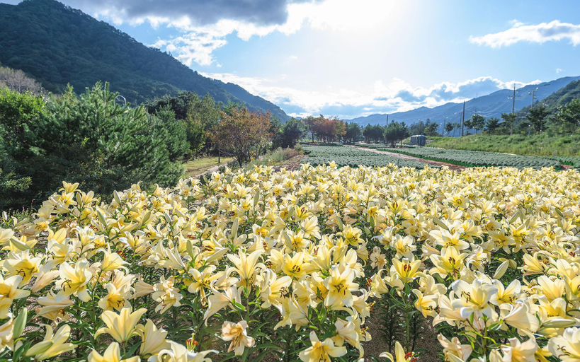Others 5, Inje Peach Shelter Pension, Inje