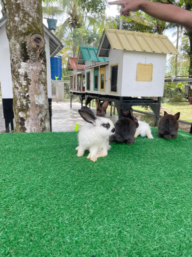 Others 5, ROXY SEMATAN BEACH TOWNHOUSE DELUXE 8, Lundu