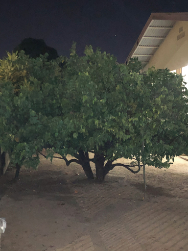 Property grounds, 🏡 Logerthine Jan au Suriname ! 🇸🇷, De Nieuwe Grond
