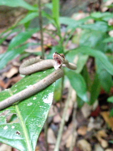 Others 3, The Rainforest Village, Kotapola