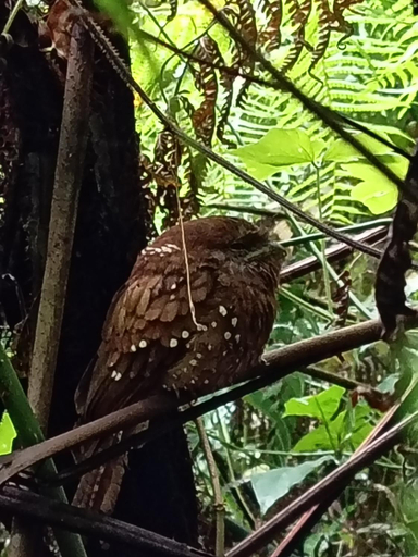 Others 5, The Rainforest Village, Kotapola