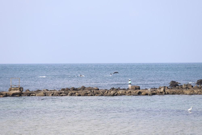 Others 3, Jeju dogri 3083 dolphin view ocean view, Seogwipo