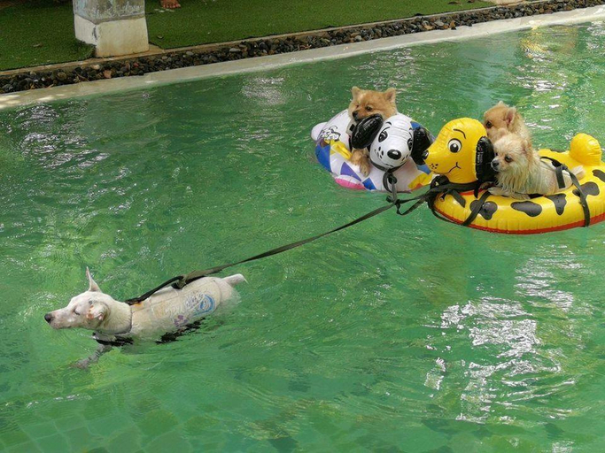 Sport & Beauty 4, Ginger Bread House - Pet Lover Resort, Muang Nakhon Nayok