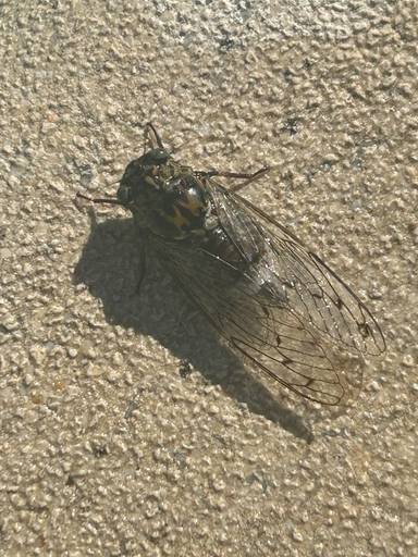 Miscellaneous 3, Au Clair Ventoux, Vaucluse