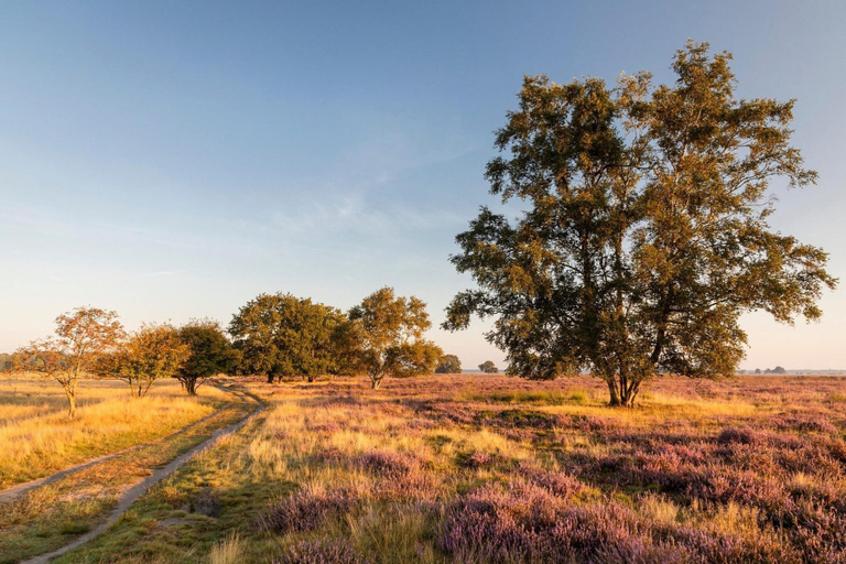 View from property 5, Timber Lodge With Private Garden, Westerveld