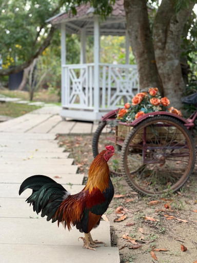 Others 4, Ruan Panalee Resort, Bang Khon Ti