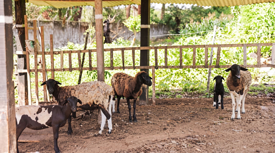 Room 2, Rancho Alegre Natureza e Santu rio de Animais, Itabaiana