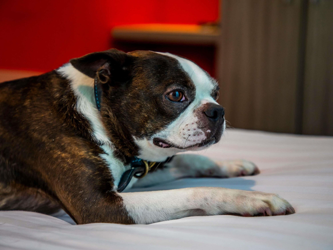Bedroom 3, ibis Styles Glasgow Central, Glasgow