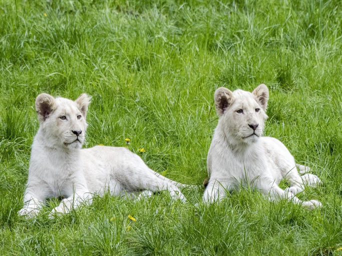 Others 3, Luxuszelt im Serengeti Park, Heidekreis