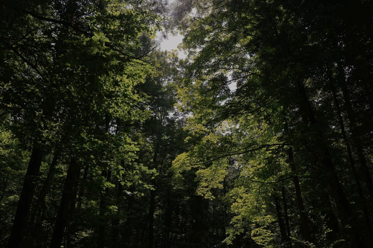 Miscellaneous, Frieden Saugatuck, Allegan
