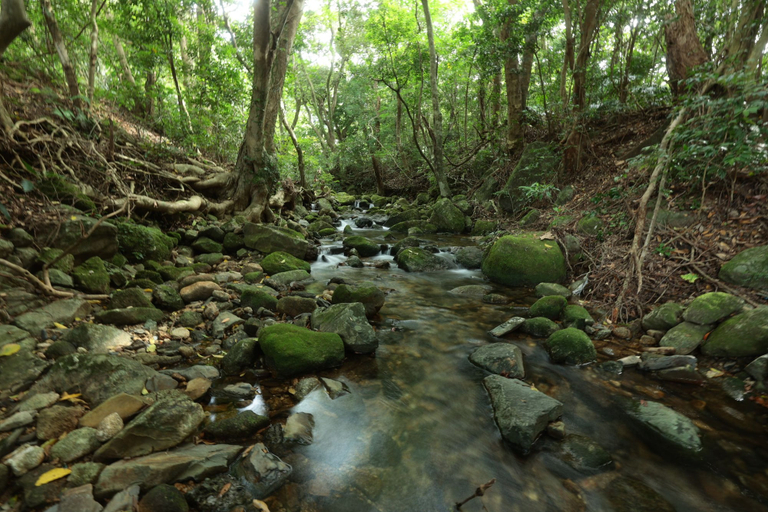 Others 5, Arc yakushima, Yakushima